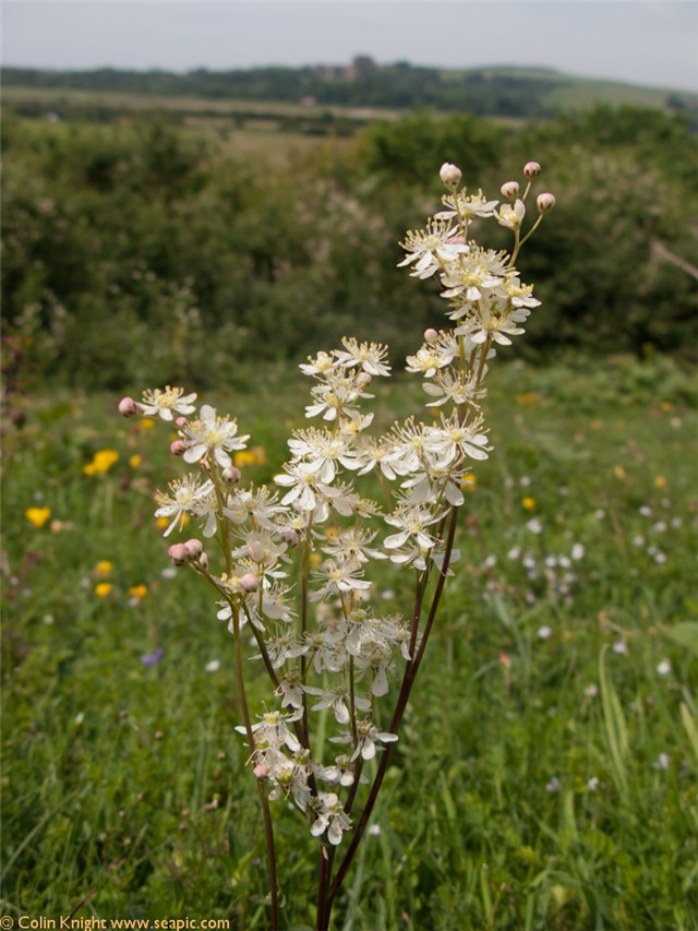 Filipendula hexapetala